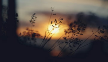 Silhouetted grass against a warm, glowing sunset sky.